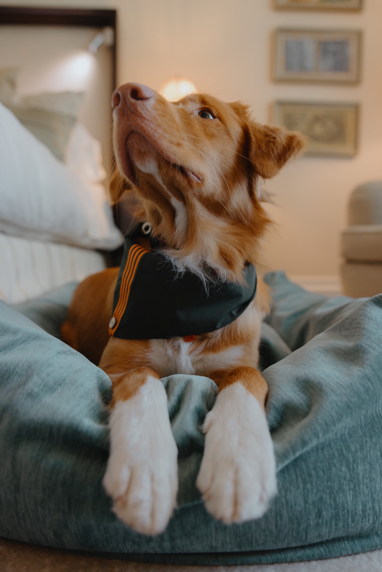 DOXS – Hund im Hotelbett mit grünem Bandana von Kürsat Gürbüz