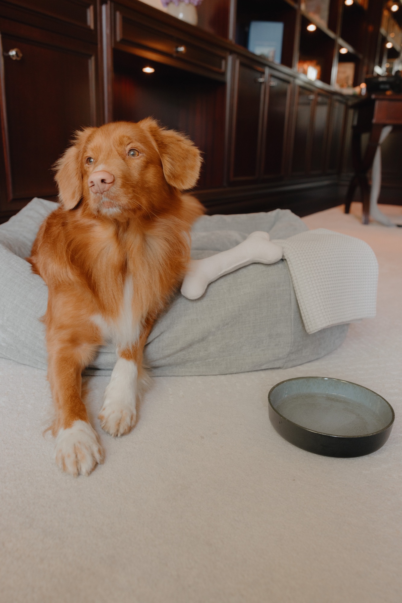 DOXS – Hundebett, Stoffknochen und Keramiknapf im Suite-Interior von Kürsat Gürbüz
