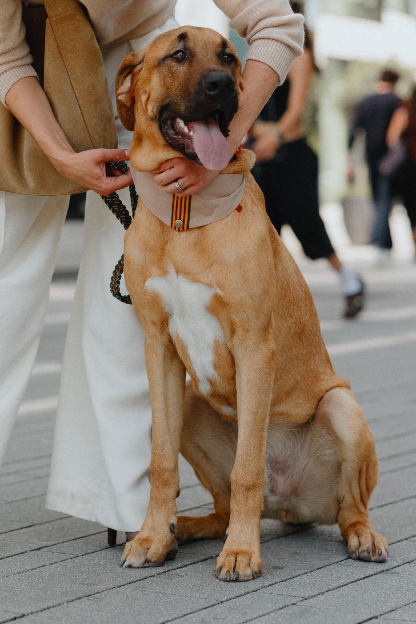 DOXS – Großer Hund sitzend mit Halstuch und robuster Flechtleine von Kürsat Gürbüz